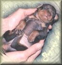 Puppy