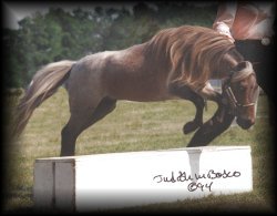 Dooby Jumping