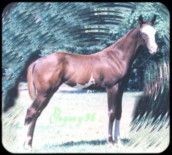 Fancy Weanling