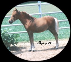Foxfire Clipped