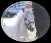 Palamino Filly