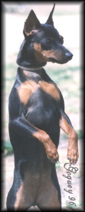 Devel Dog