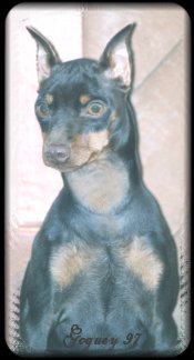Puppett
