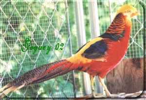 Male Red Golden